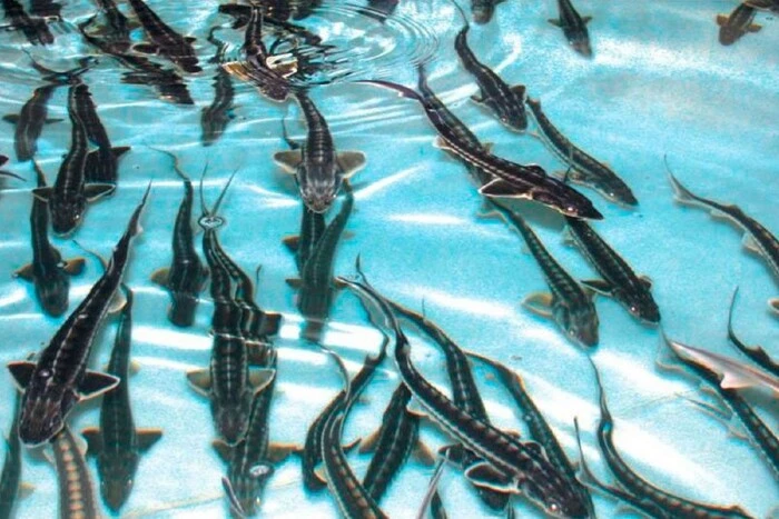 Осетровые рыбы исчезают в Украине