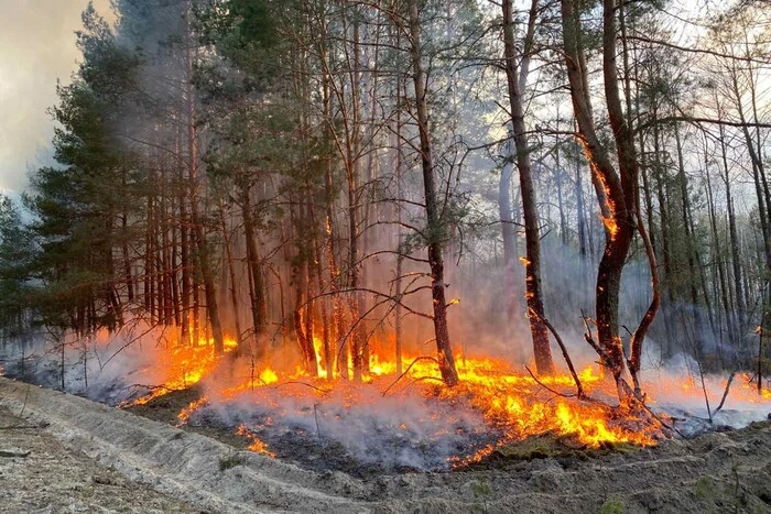 Руйнування природи від пожеж українських екосистем