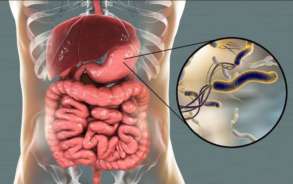Зображення шлунка і гуморальних змін