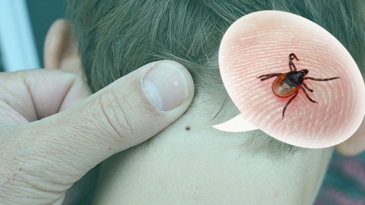 Атака кліщів весною 2023