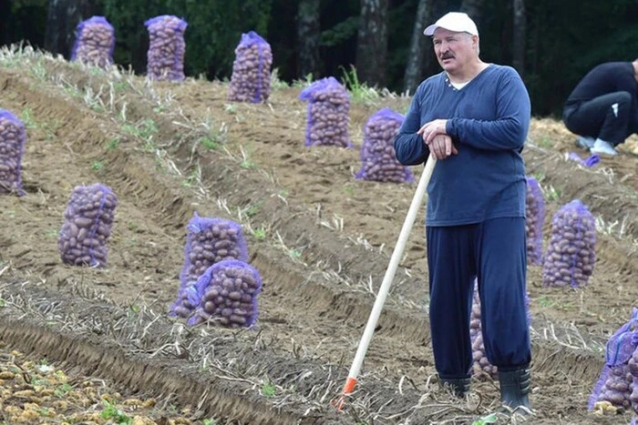 Картошка на поле в Беларуси