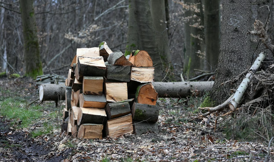Які штрафи за незаконне збирання дров