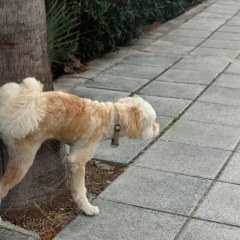 Vienna Launches Campaign Urging Dog Owners to Rinse Urine to Protect City Trees
