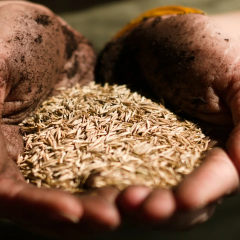 Storage of tropical crop seeds