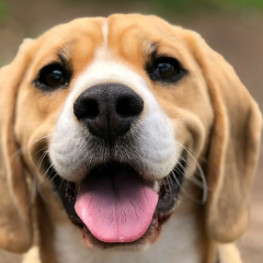 Dogs recognize statistical regularities in languages
