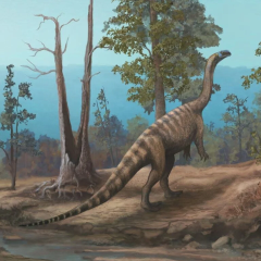 Новий вид ящура Musango matusadonaensis
