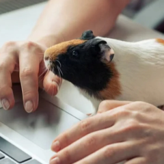 Rodents chewing cables - protection for gadgets