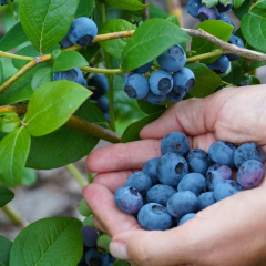 Blueberries reduce depression symptoms in elderly