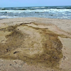 Російський удар по порту Південний: понад 1000 птахів загинуло через розлив олії