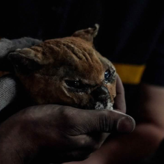 Cat with burns among the ruins