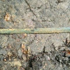 Bronze sword found in the forest