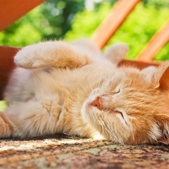 Україна, новий спекотний фронт, синоптик Діденко