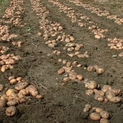 Садження картоплі у квітні 2025 року