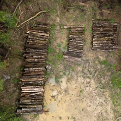 Картинка про вирубування лісів в Бразилії