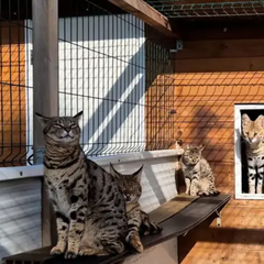 Пара, занимающаяся контрабандой котов