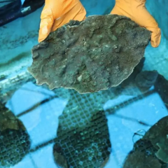 Mass extinction of soft corals near Jeju