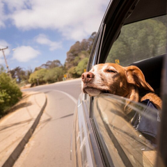 Прогноз погоди: дощі відступають у Київщині