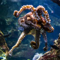 Octopuses deprived of social brain
