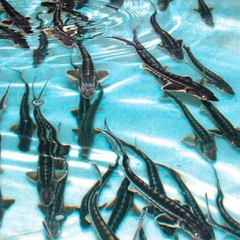 Sturgeon fish are disappearing in Ukraine