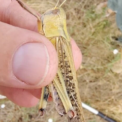 Сарани атакують Запоріжжя: еколог пояснює