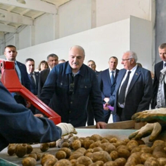 Лукашенко собирает урожай для Путина
