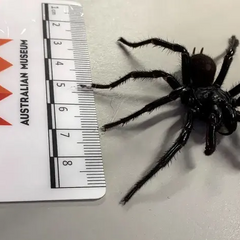 Найотруйніший павук Австралії виявлений на фото
