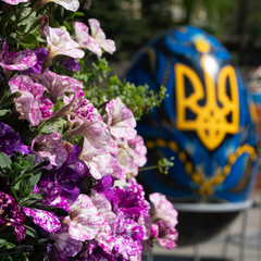 Яскраві квіткові плантації в Ужгороді