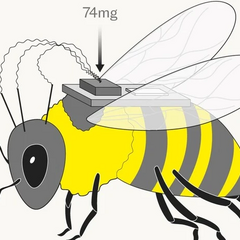 Китайські вчені створюють армію бджіл-кіборгів