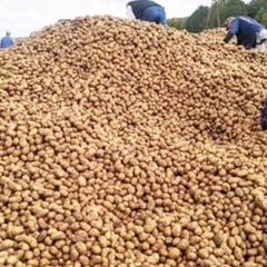 Польський фермер втратив картоплю