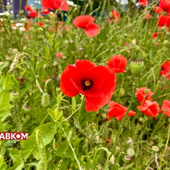 Погода 10 липня: спека та дощ