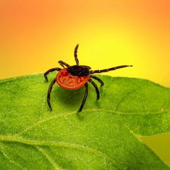 Рослини, що викликають алергію із кліщами