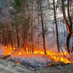 Руйнування природи від пожеж українських екосистем