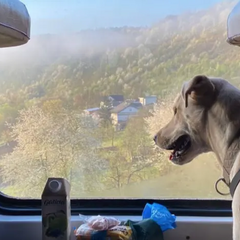 Тварини і птахи в потязі