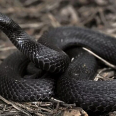 Укус змії - причина госпіталізації 8-річної дівчинки