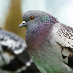Pigeon's internal compass in the liver