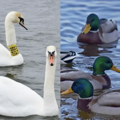 Стріляють у диких птахів для контролю чисельності