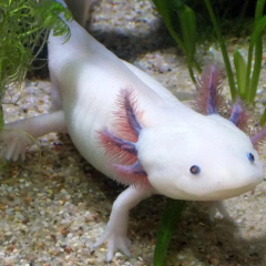 Axolotls choose wider passages even in darkness