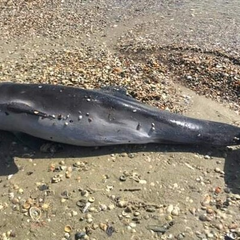 группа дельфинов в море Одессы