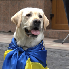 Принц Паша збирає гроші на ЗСУ