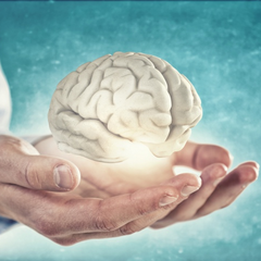 Мозг и старение: причина найдена