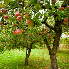 Амбітний садовник з великими грантами