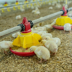 Зображення птиці під час блекауту