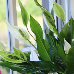 Зелень для чистого повітря вдома