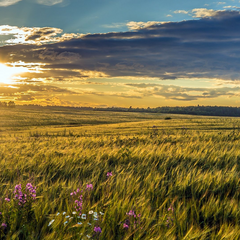 Сільськогосподарство та права власності