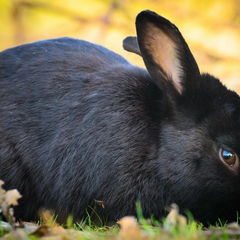Чорний кролик на зеленій траві