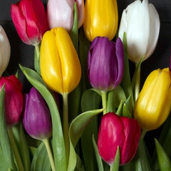 Відзначаємо 8 березня, як символ жіночого права