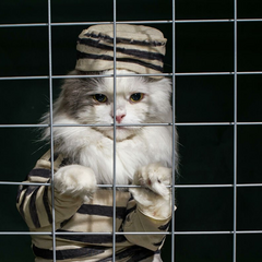 4 котики лежать на сонці