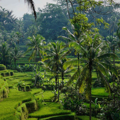Отображение заработных плат на Бали