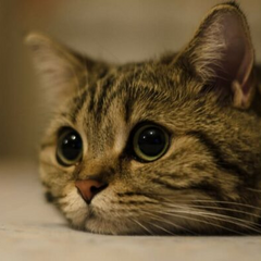 Улюбленець з вітамінами