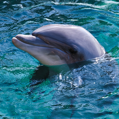 Екологічна катастрофа на Чорному морі